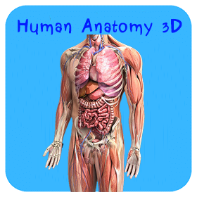 Human Anatomy 3D Model.